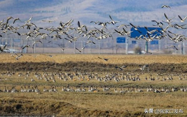 E策略平台 塞北管理区候鸟翩跹舞出好生态