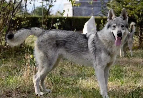 集采优配 黑龙江一地回应“出现野狼”传闻：系捷克狼犬，已收容