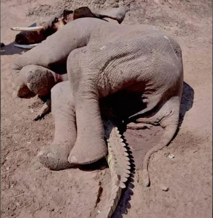 乐牛配资 鳄鱼咬住大象的鼻子，大象发怒了，两相争斗结果会如何？